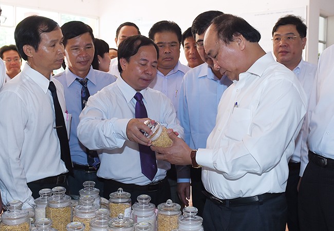 Prime Minister works with Mekong Delta Rice Research Institute, receives American volunteers - ảnh 1